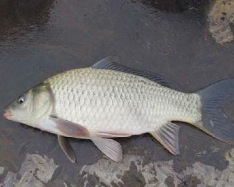 湘云鲫