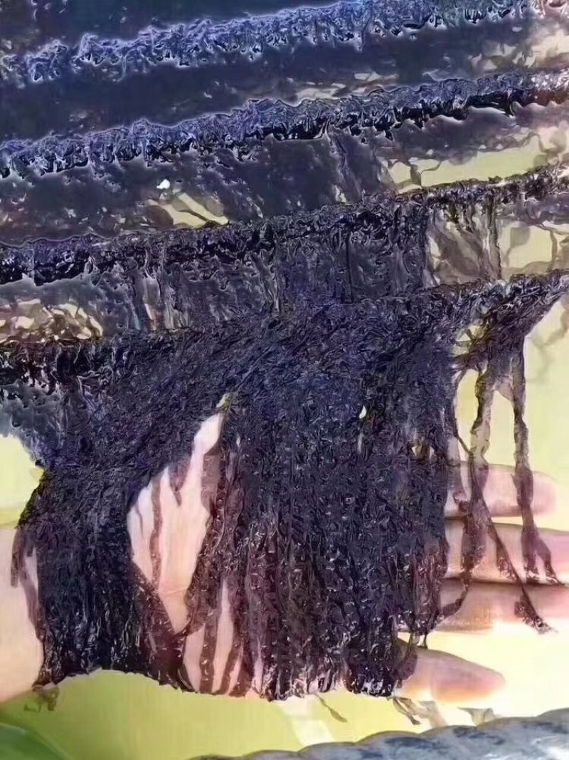 正宗六鳌头水紫菜