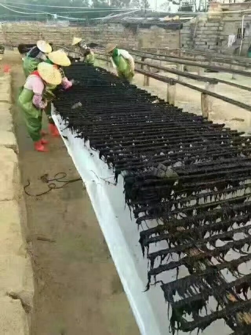 正宗六鳌头水紫菜