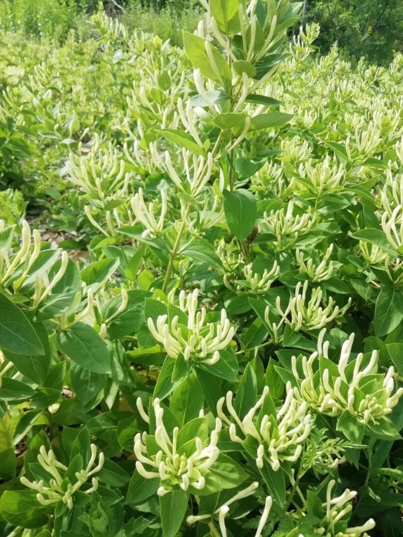 中药材金银花叶子常年大量供应山东道地，药厂投料，饲料厂