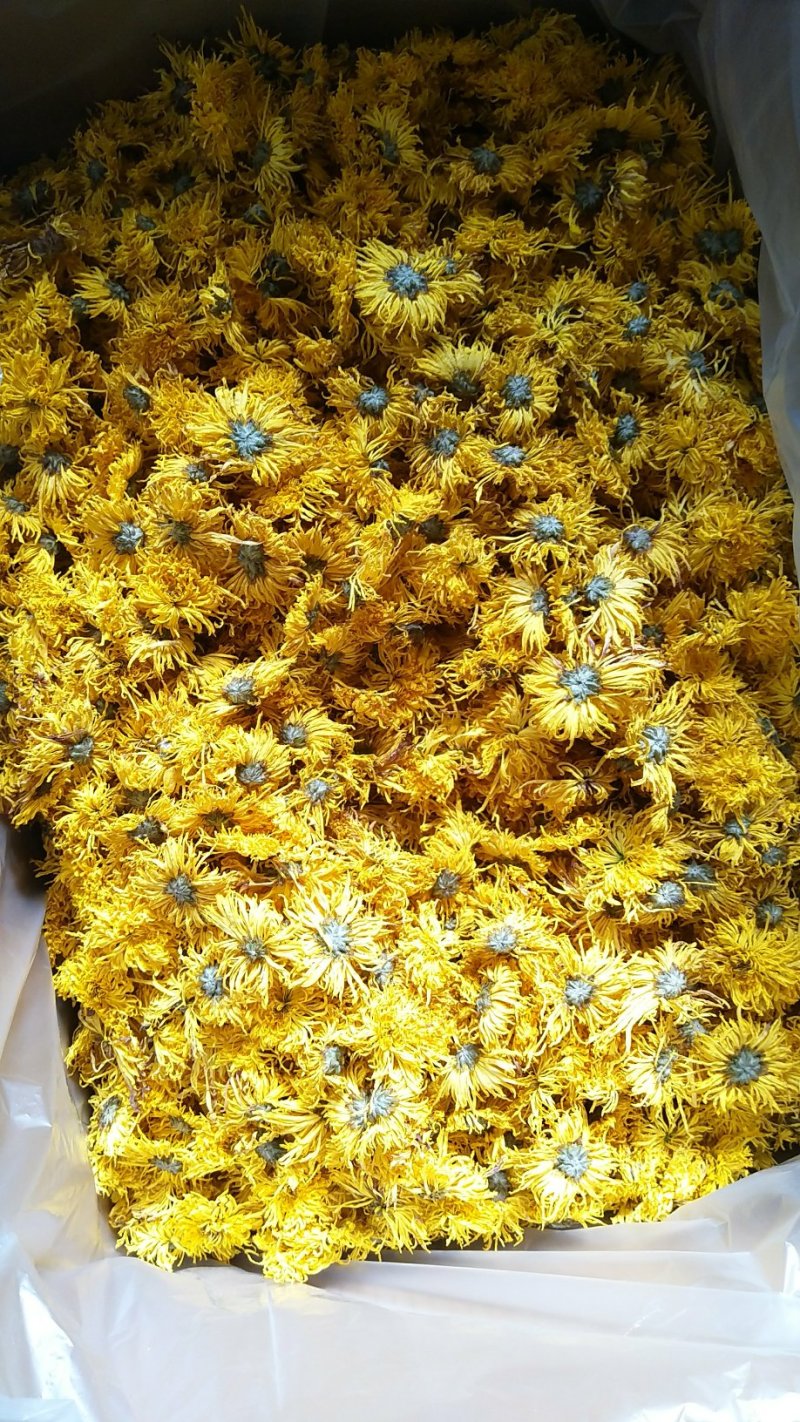 金丝皇菊