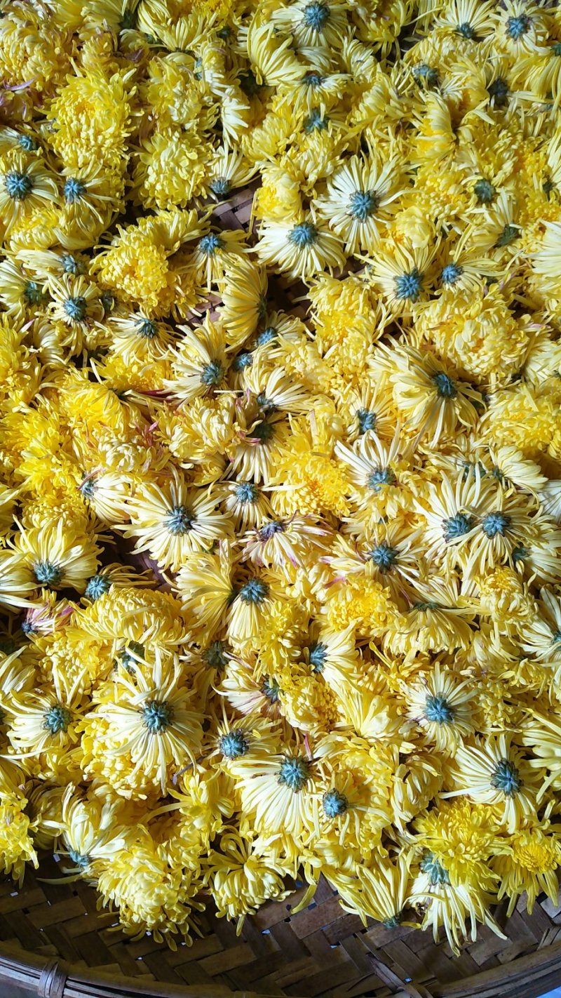 金丝皇菊
