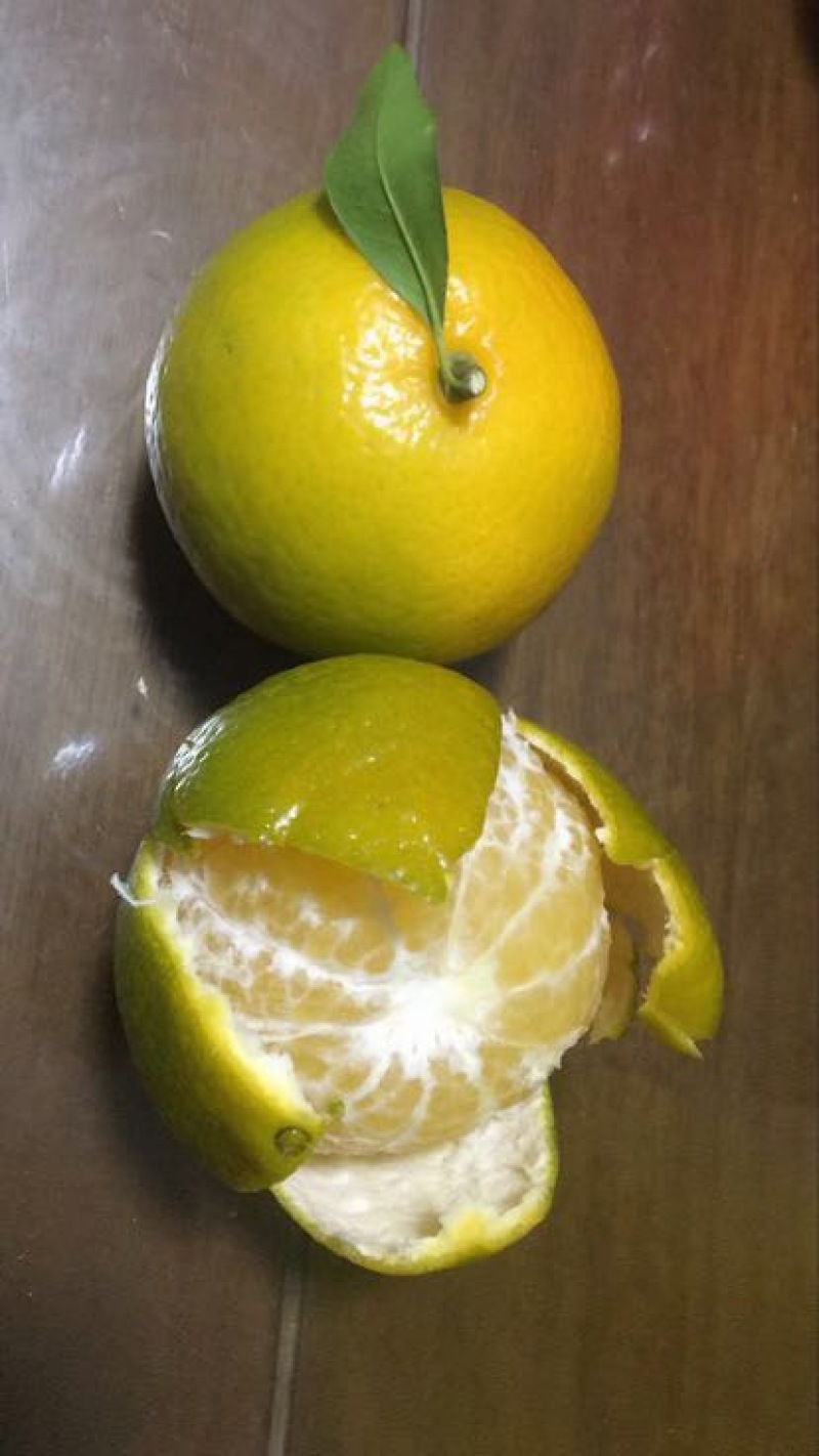 皇帝柑5.5~6cm