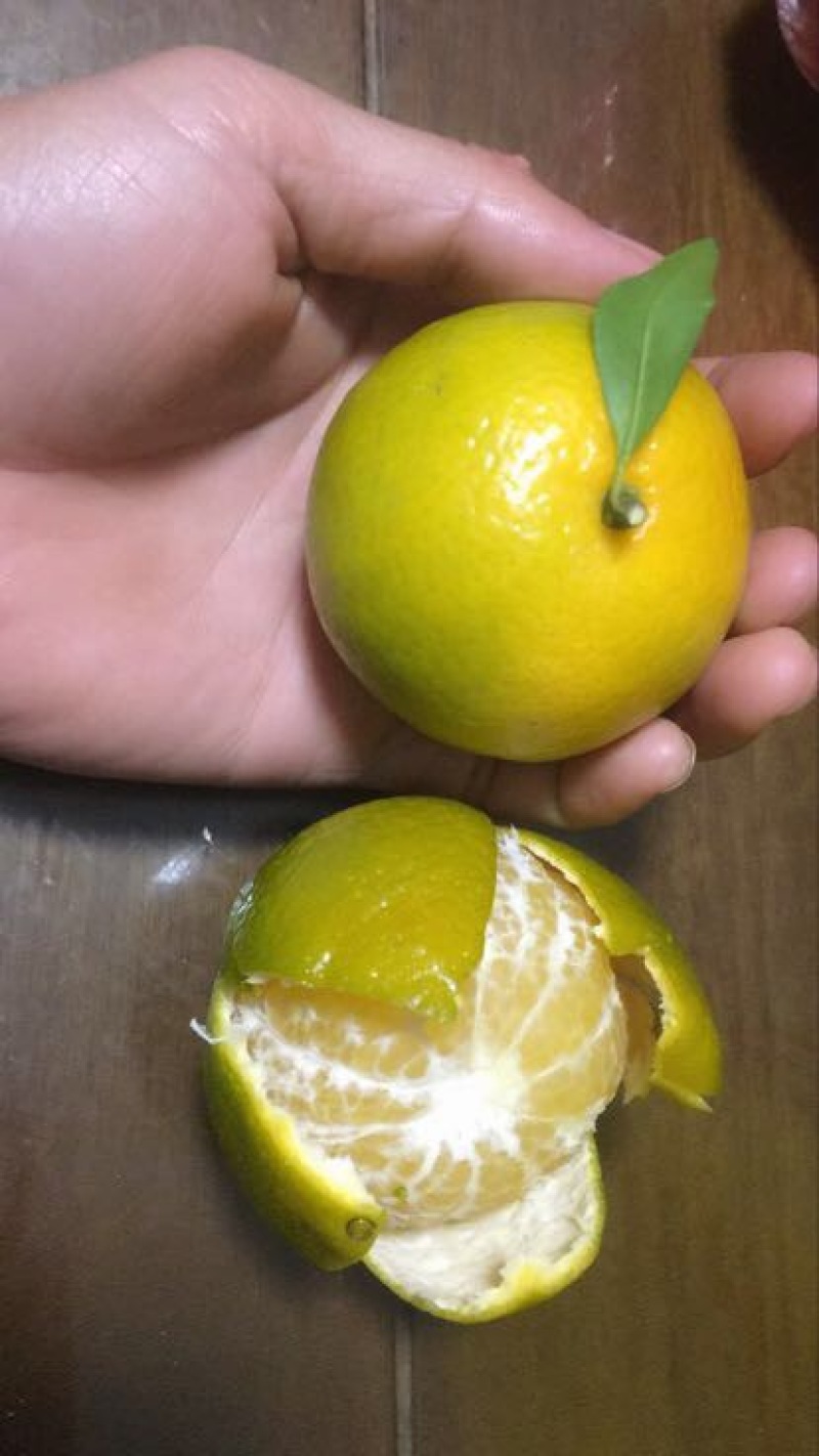 皇帝柑5.5~6cm