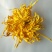 金丝皇菊