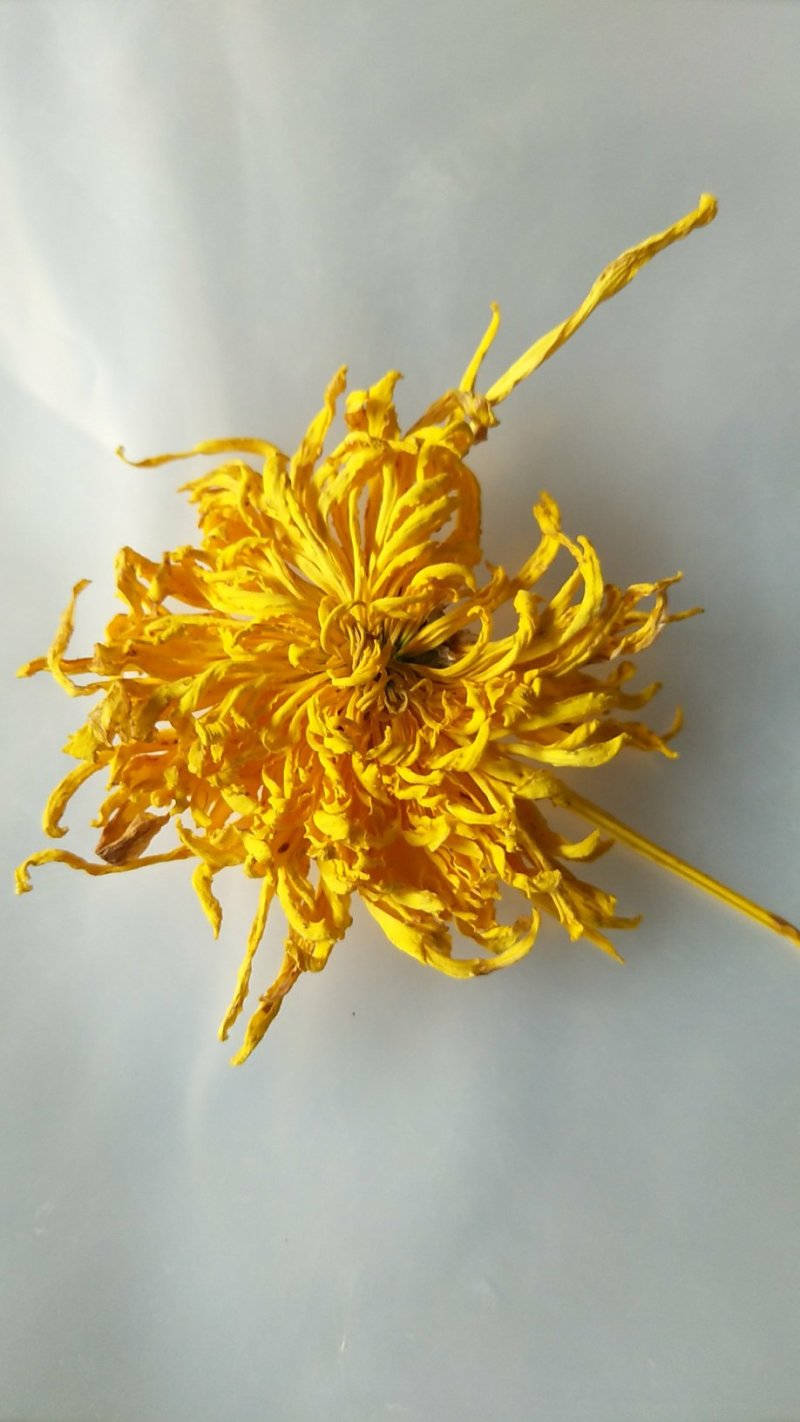 金丝皇菊