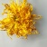 金丝皇菊