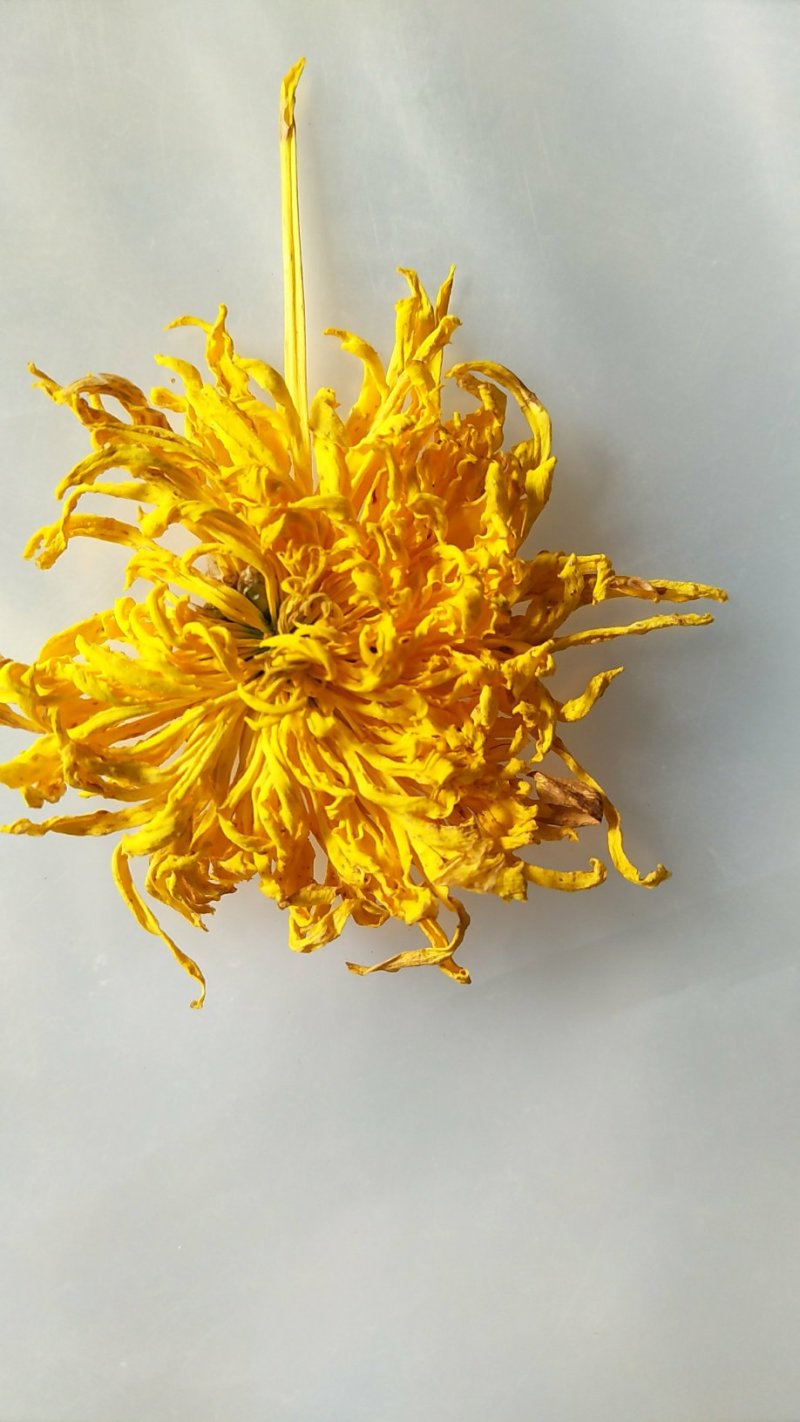 金丝皇菊