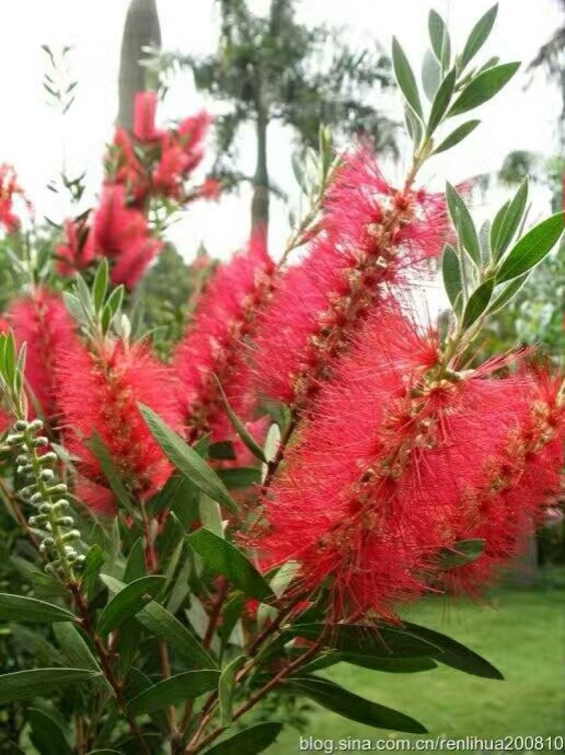 供应海南黄花梨地径2至5公分，红花荷，红千层各十万株地。
