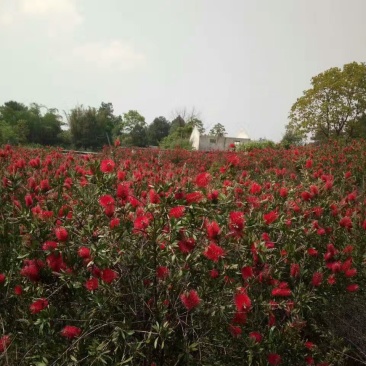 供应海南黄花梨地径2至5公分，红花荷，红千层各十万株地。