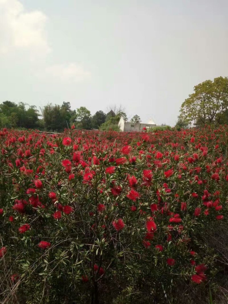 供应海南黄花梨地径2至5公分，红花荷，红千层各十万株地。