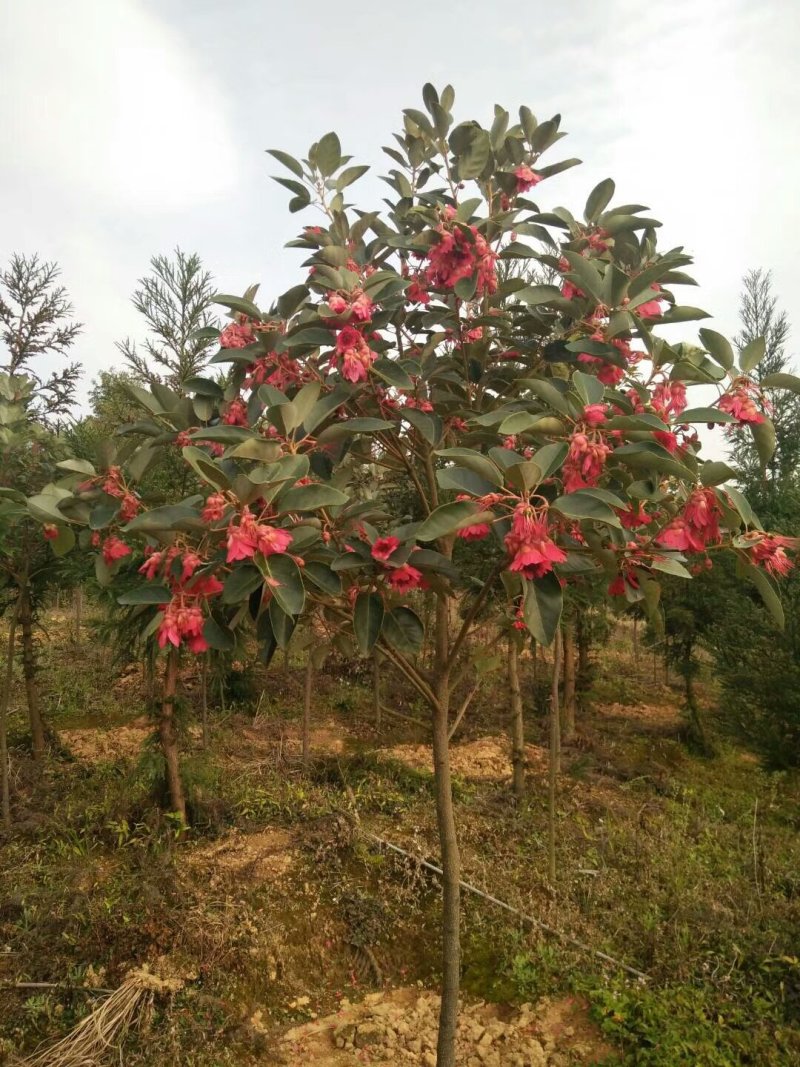 供应海南黄花梨地径2至5公分，红花荷，红千层各十万株地。