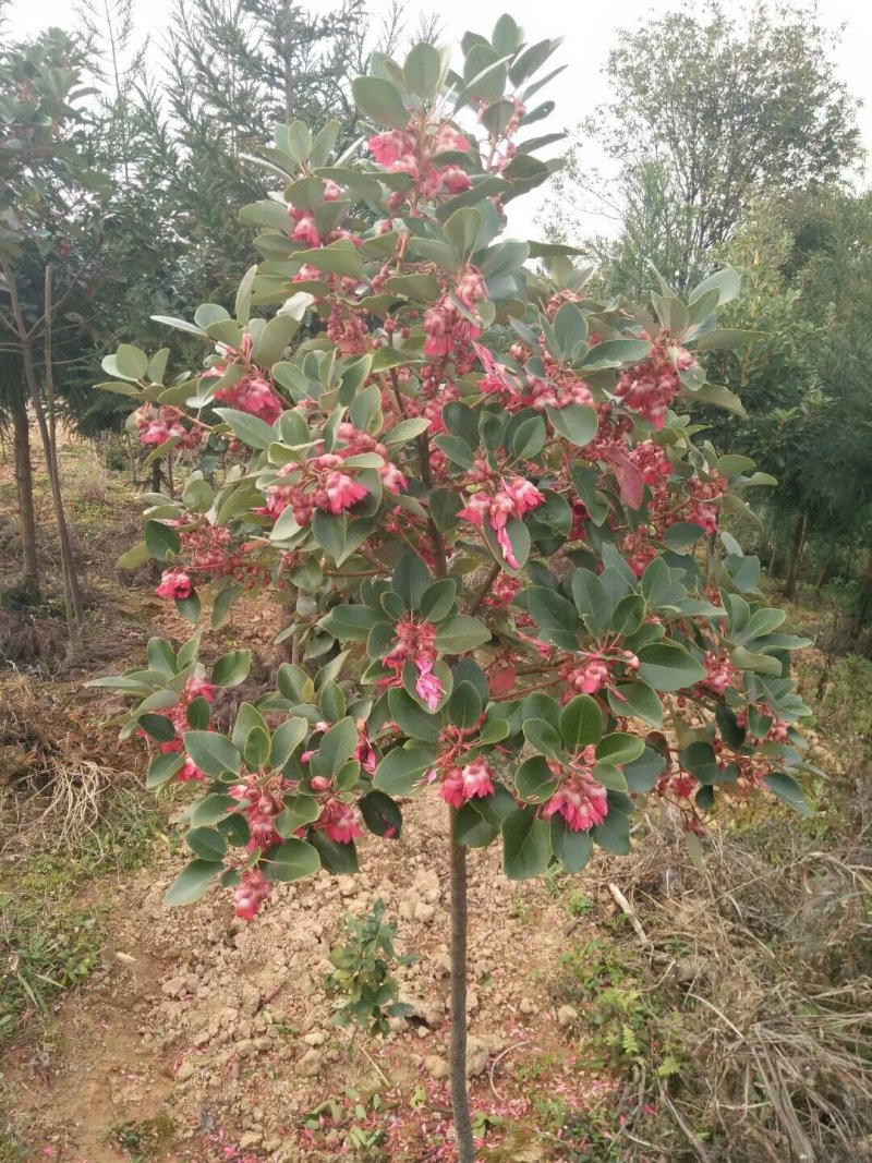 供应海南黄花梨地径2至5公分，红花荷，红千层各十万株地。