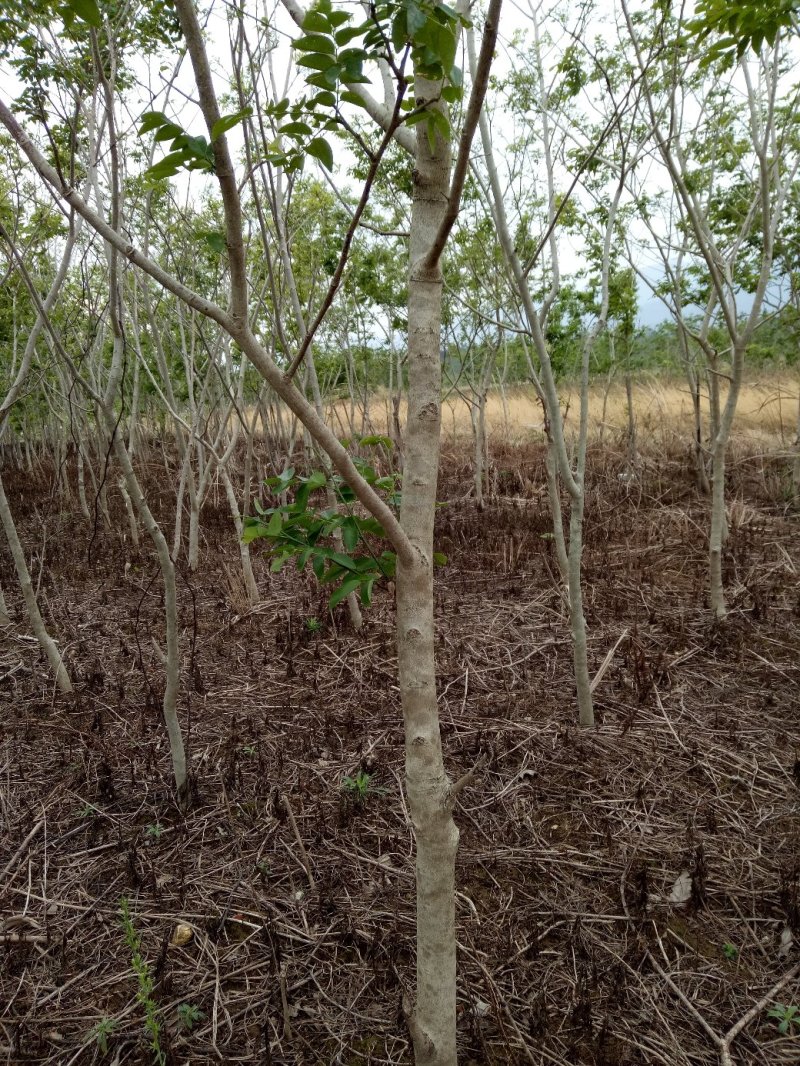 供应海南黄花梨地径2至5公分，红花荷，红千层各十万株地。
