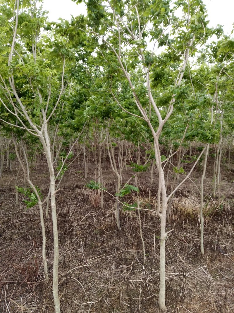 供应海南黄花梨地径2至5公分，红花荷，红千层各十万株地。