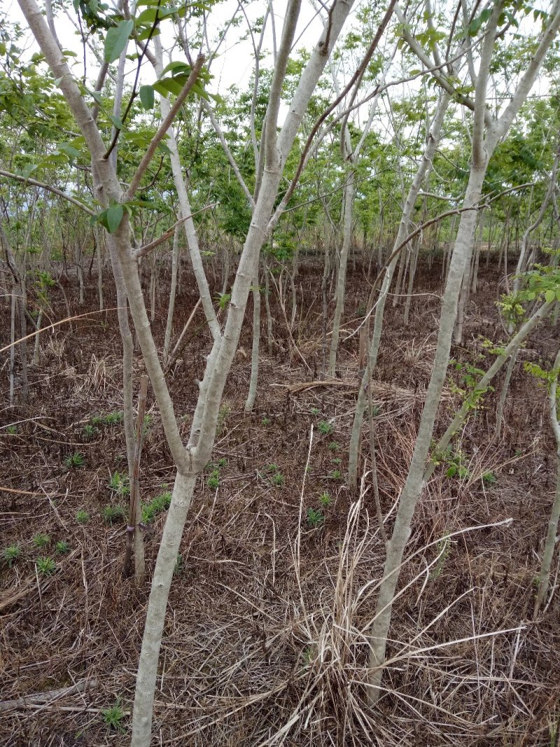供应海南黄花梨地径2至5公分，红花荷，红千层各十万株地。