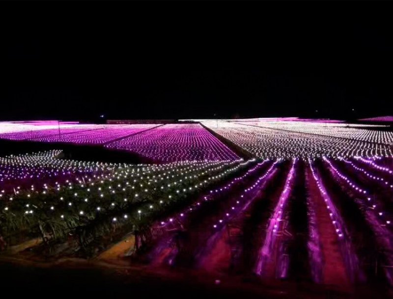 火龙果专用补光灯生长灯反季节种植灯