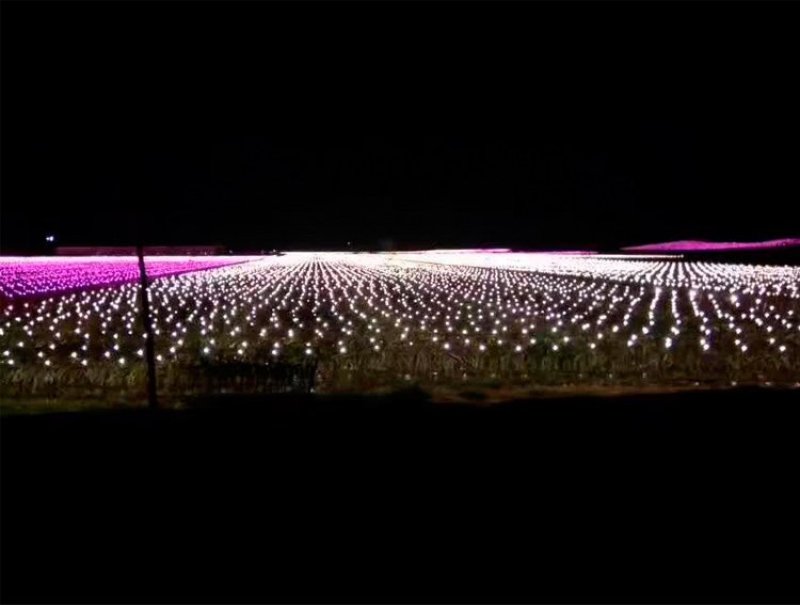 火龙果专用补光灯生长灯反季节种植灯