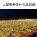 火龙果专用补光灯生长灯反季节种植灯
