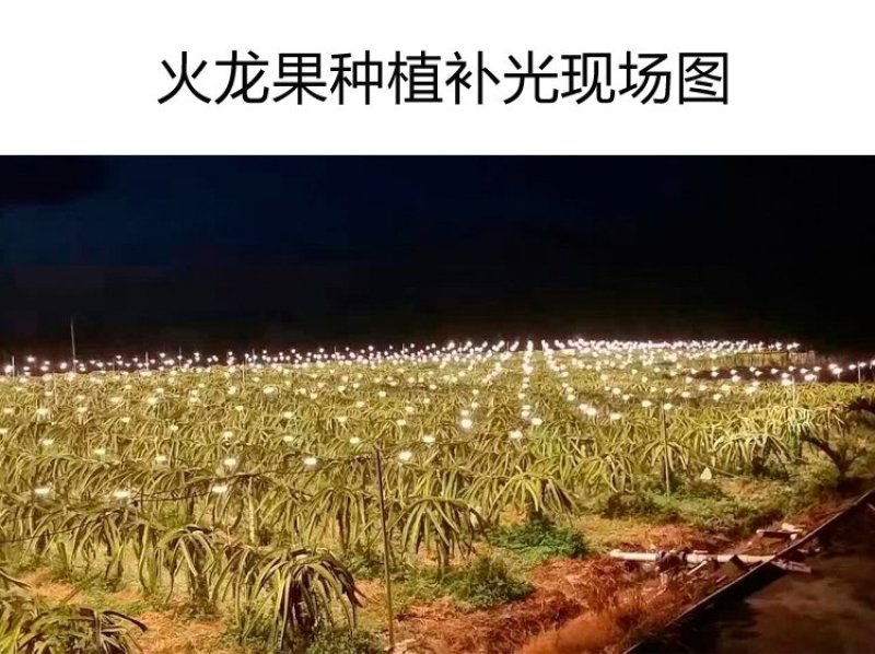 火龙果专用补光灯生长灯反季节种植灯