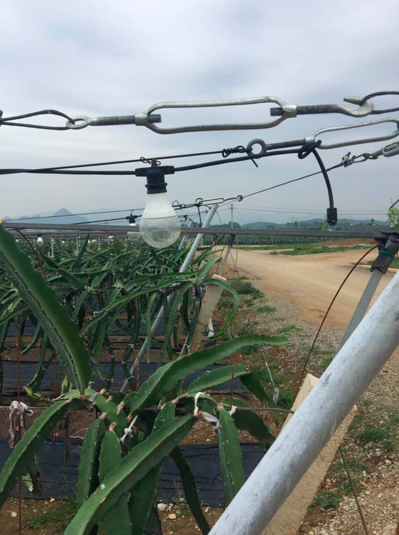 火龙果专用补光灯生长灯反季节种植灯