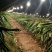 火龙果专用补光灯生长灯反季节种植灯