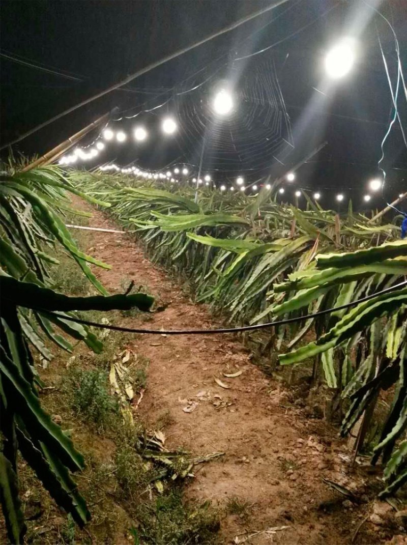 火龙果专用补光灯生长灯反季节种植灯