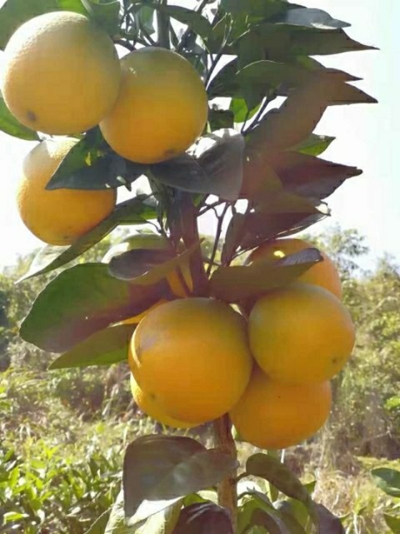 脐橙