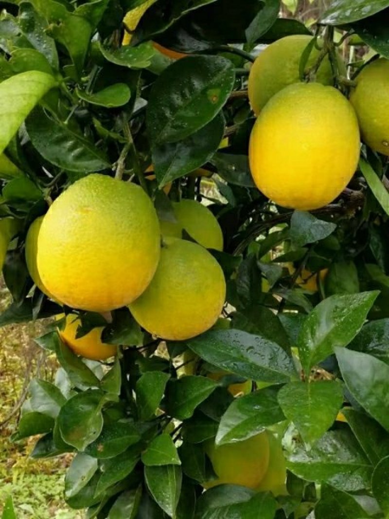 脐橙