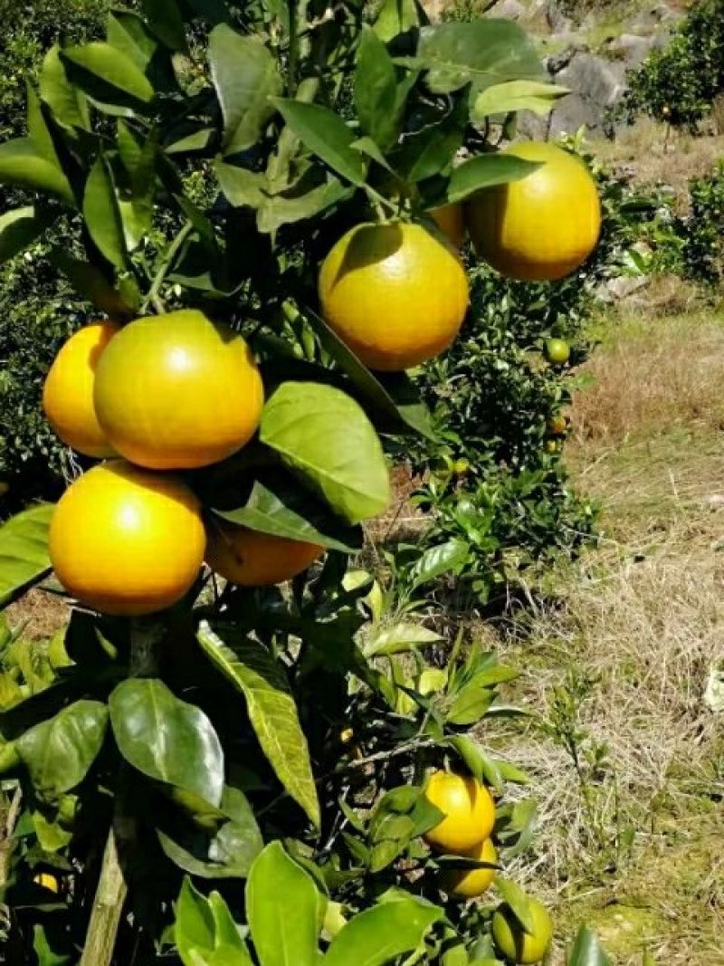脐橙