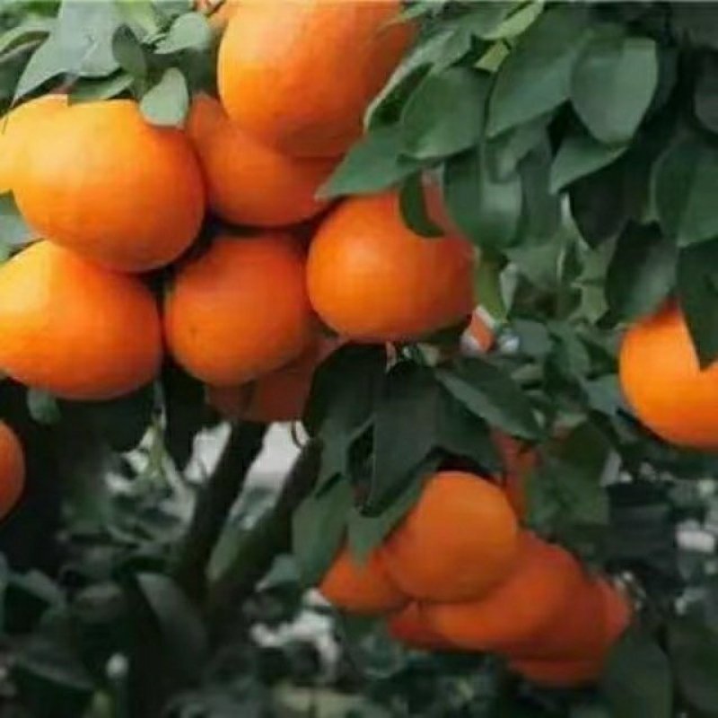 脐橙