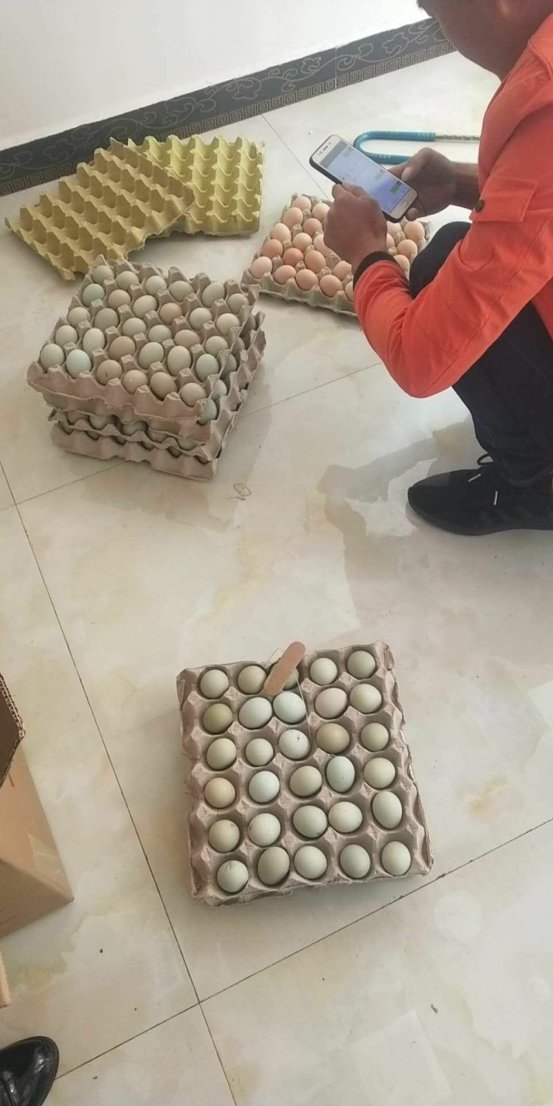 禽畜牧蛋肉