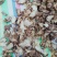 出售干白芨片