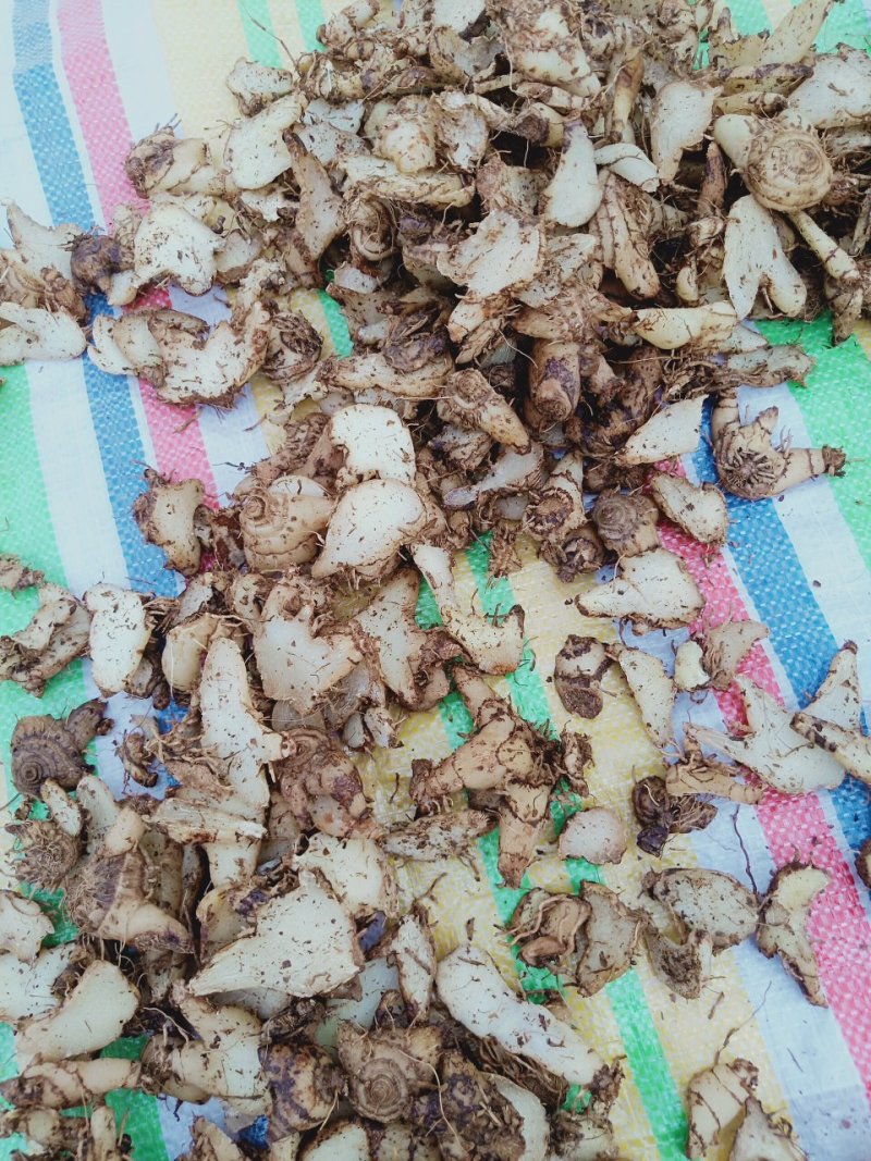 出售干白芨片