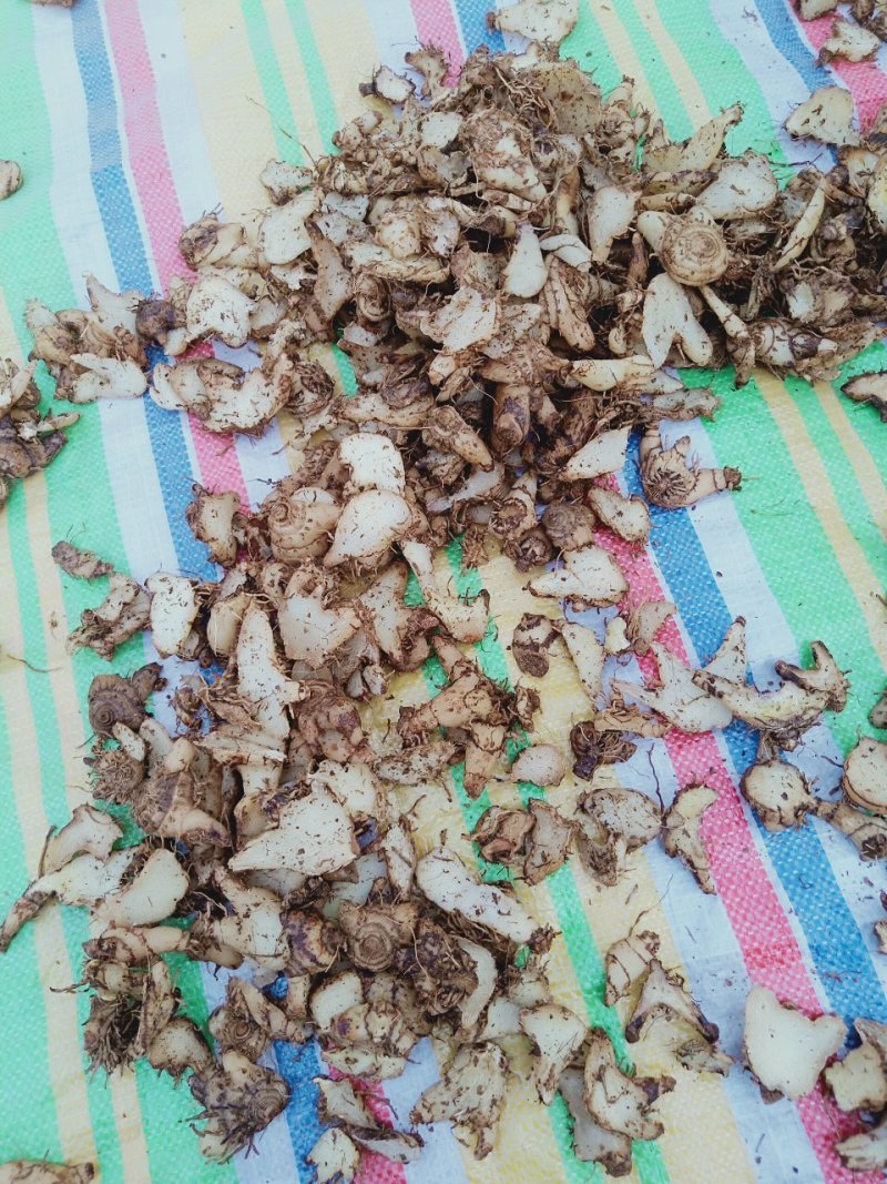出售干白芨片