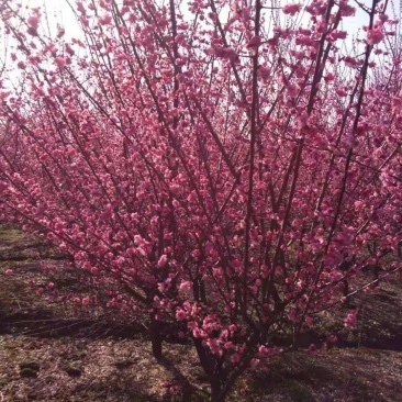 香樟，榉树，栾树，乌桕，桂花，玉兰，朴树，无患籽等大小乔