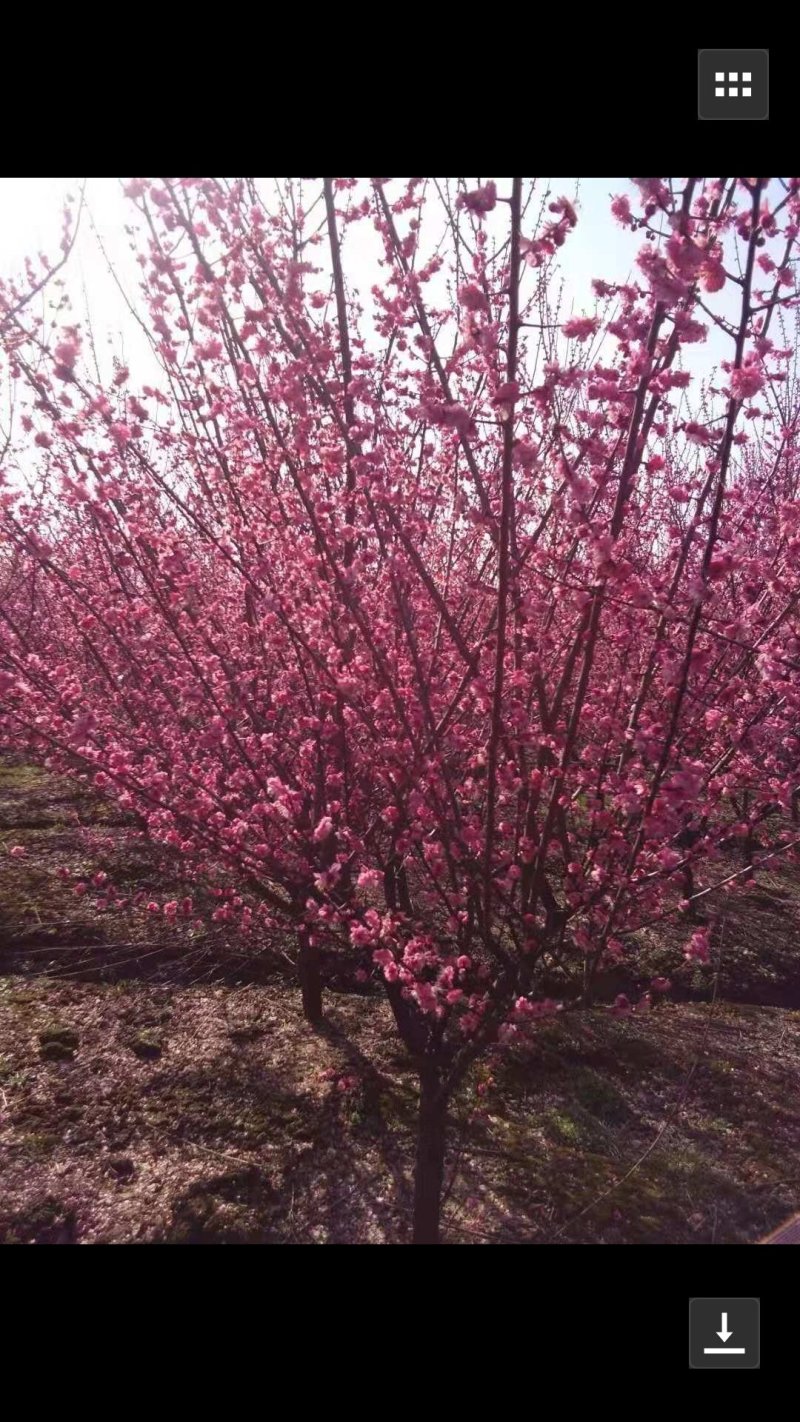 香樟，榉树，栾树，乌桕，桂花，玉兰，朴树，无患籽等大小乔