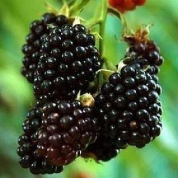 黑树莓树莓苗，包成活，包品种，包邮
