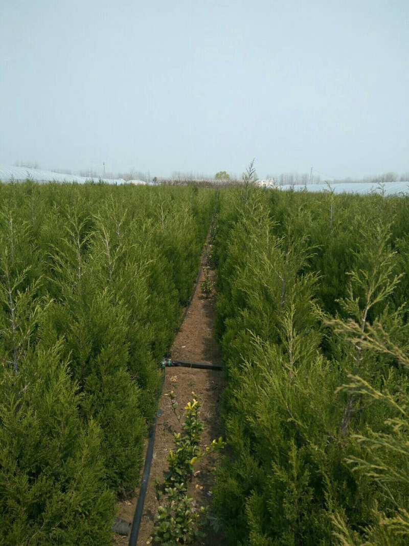 不脱角蜀侩(快柏)
