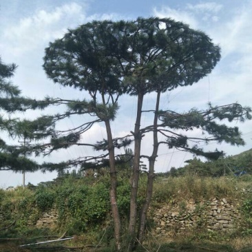 造型景观树