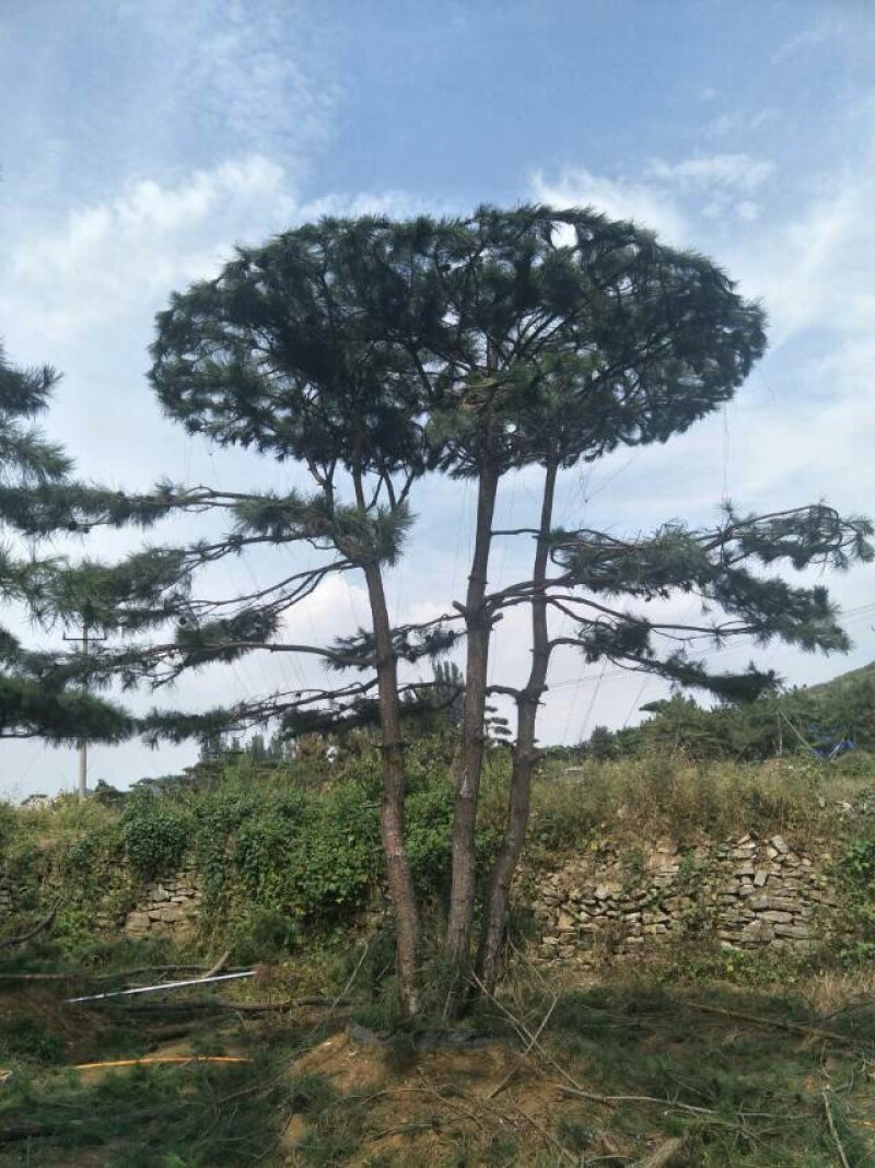 造型景观树