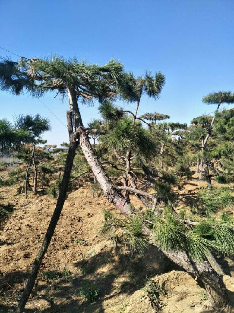 造型景观树