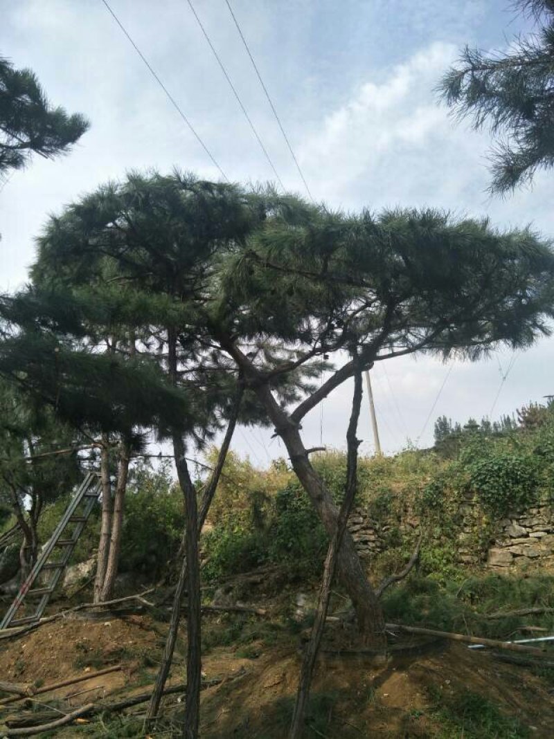 造型景观树
