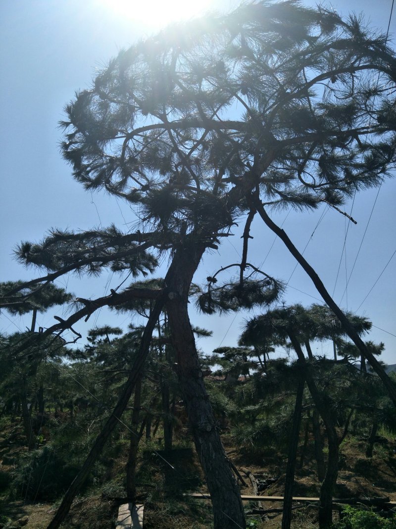 造型景观树