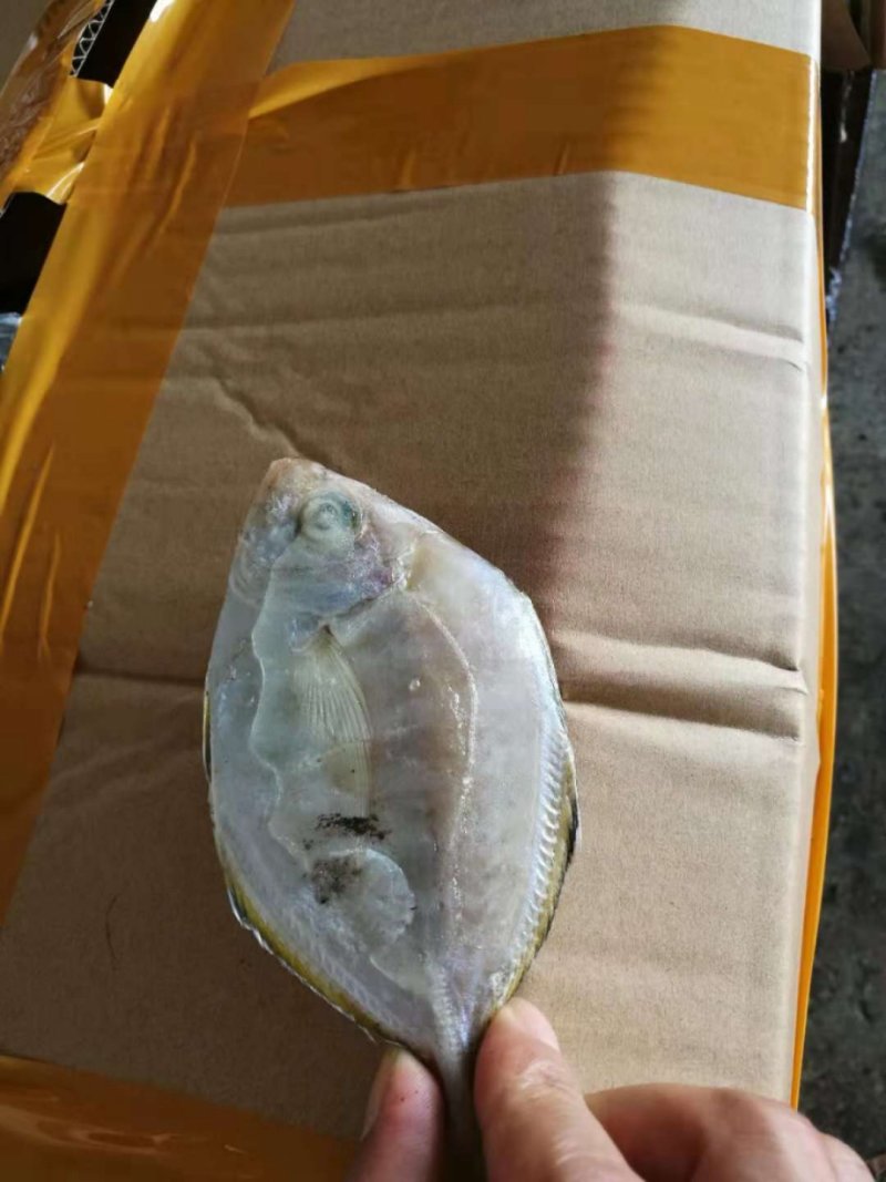 白鱼