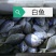 白鱼