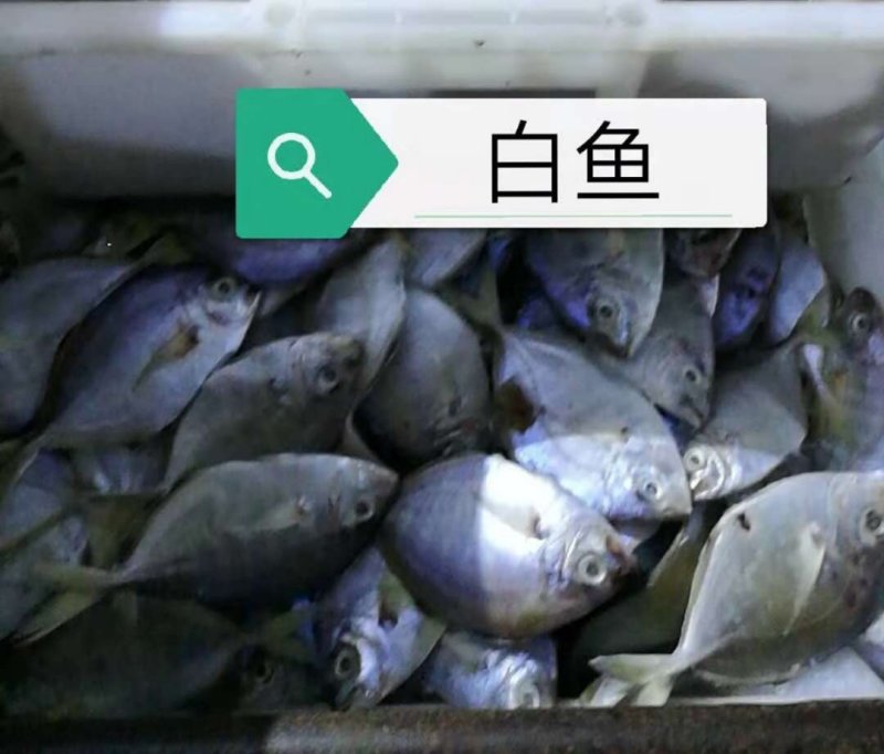 白鱼
