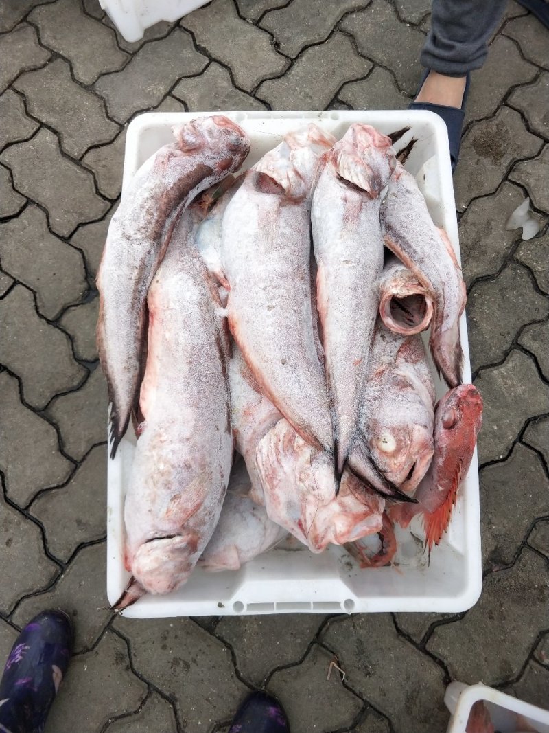 油条鱼