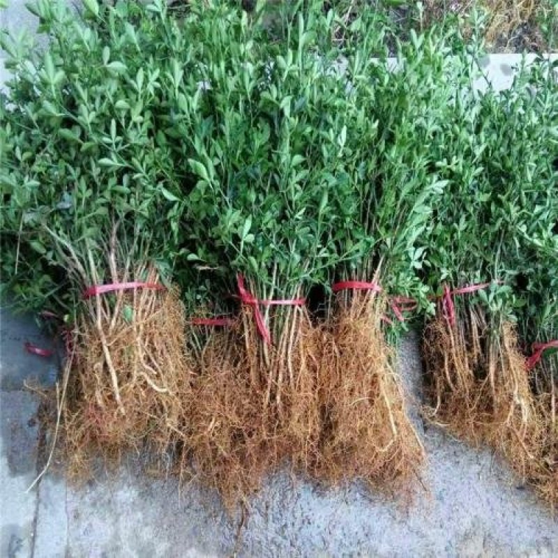30公分枸橘苗规格齐全根系发达保湿邮寄