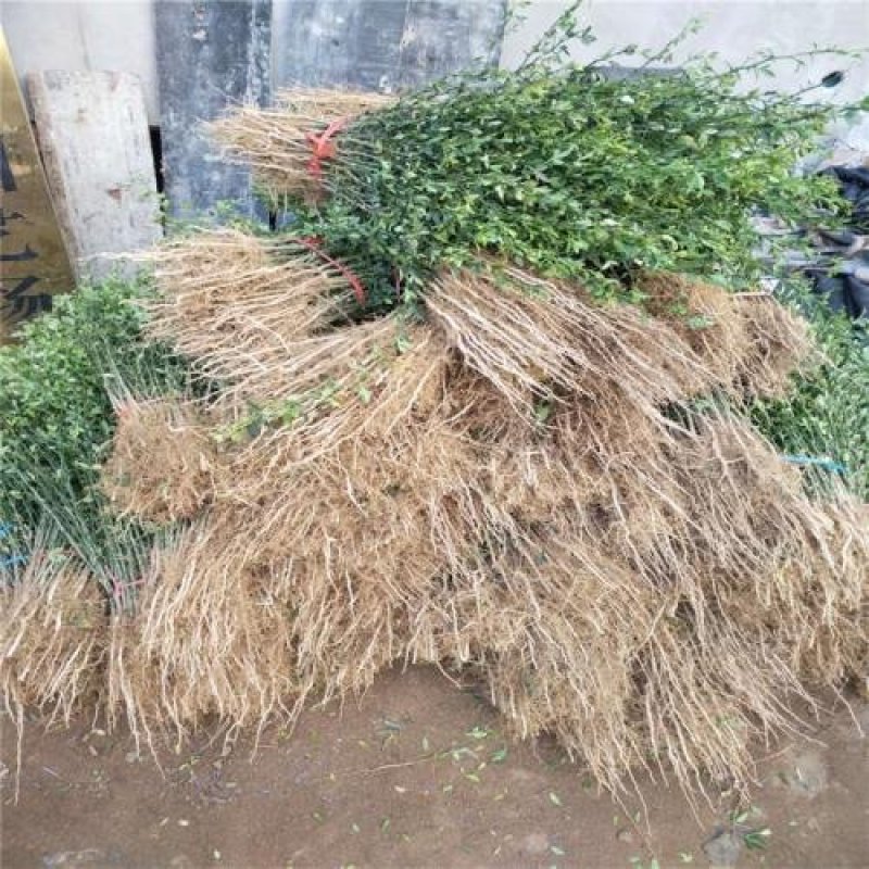 30公分枸橘苗规格齐全根系发达保湿邮寄
